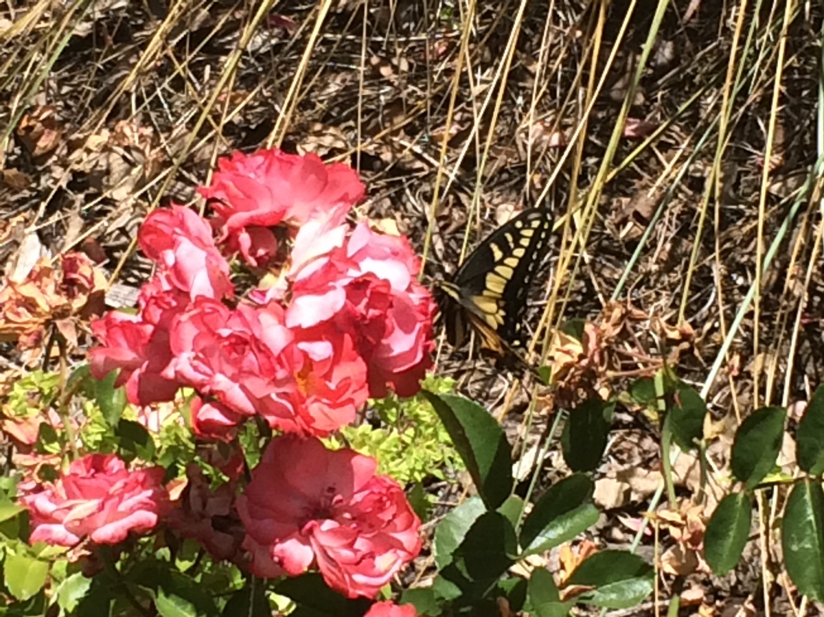 Flower and butterfly at Santa Rosa Junior College